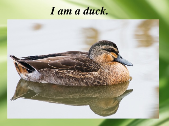 I am a duck. 