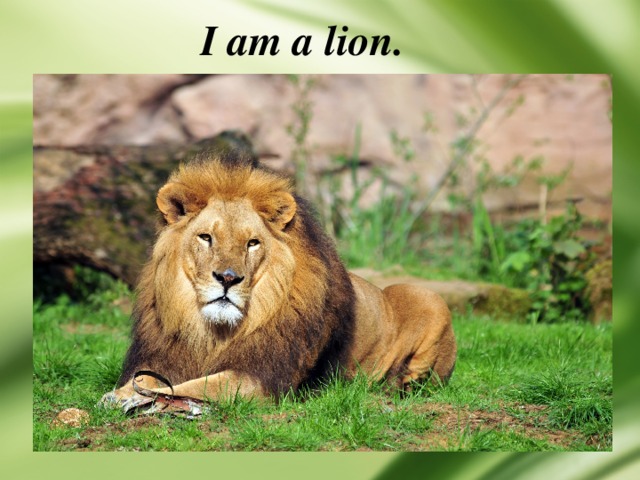 I am a lion. 