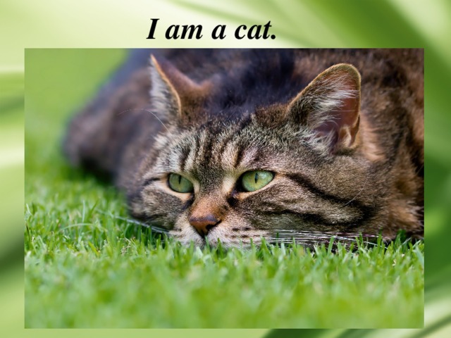 I am a cat. 