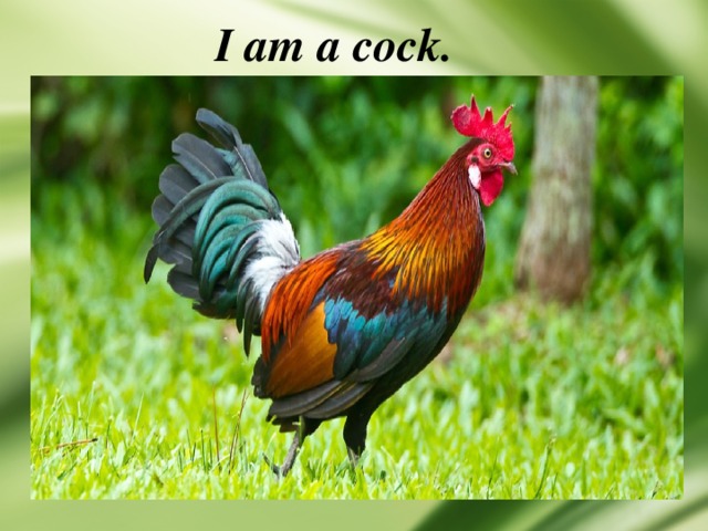 I am a cock. 