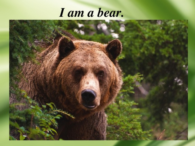 I am a bear. 