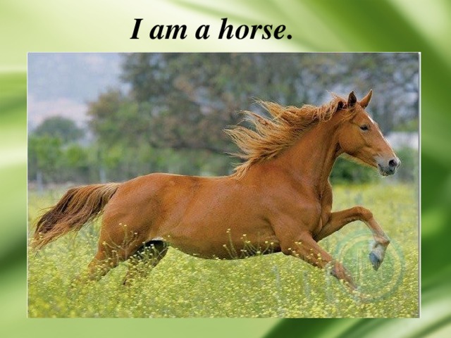 I am a horse. 