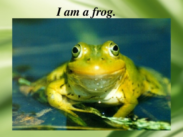 I am a frog. 