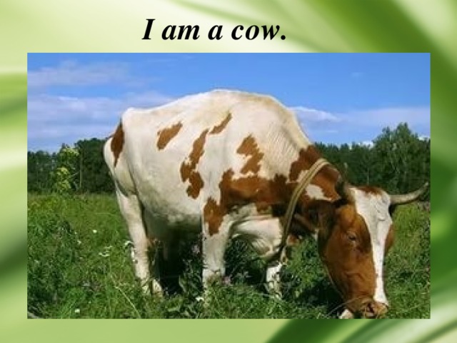 I am a cow. 