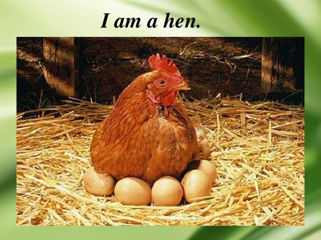 I am a hen. 