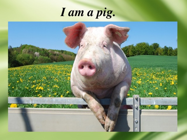I am a pig. 