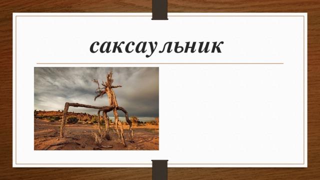 саксаульник 