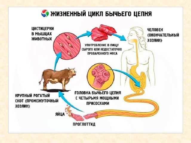 Жизненный цикл бычьего цепня схема