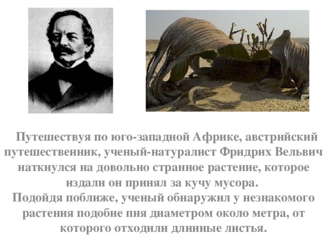   Путешествуя по юго-западной Африке, австрийский путешественник, ученый-натуралист Фридрих Вельвич наткнулся на довольно странное растение, которое издали он принял за кучу мусора. Подойдя поближе, ученый обнаружил у незнакомого растения подобие пня диаметром около метра, от которого отходили длинные листья. 