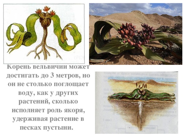 Корень вельвичии может достигать до 3 метров, но он не столько поглощает воду, как у других растений, сколько исполняет роль якоря, удерживая растение в песках пустыни.   