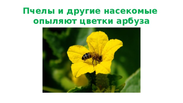 Пчелы и другие насекомые  опыляют цветки арбуза 