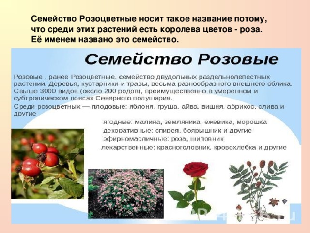 Растения семейства розоцветных