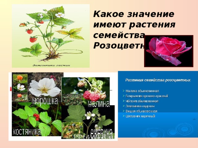 Какое значение имеет цветок