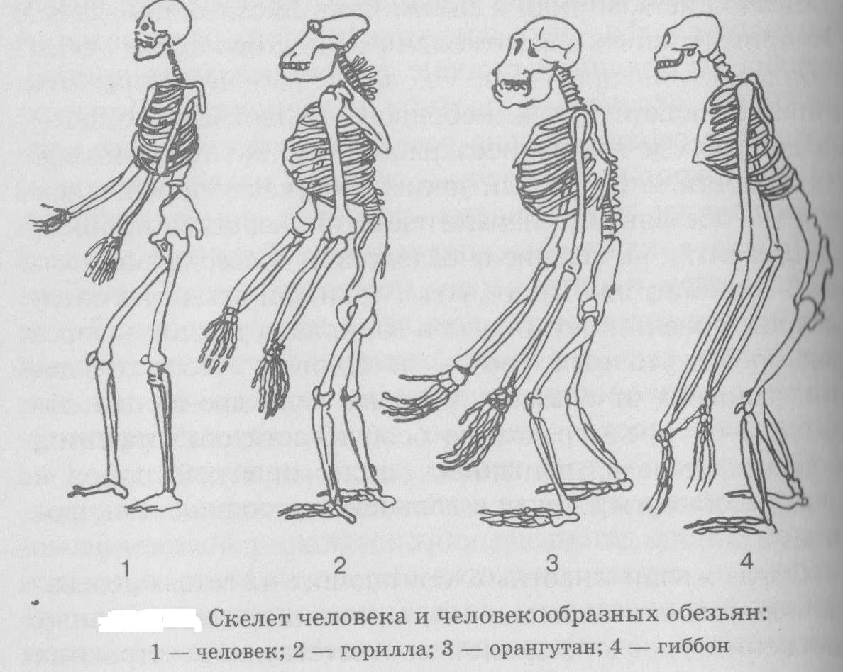 Различие между человеком и обезьяной. Грудная клетка человека и человекообразных обезьян. Скелет человекообразной обезьяны. Строение скелета человека и человекообразных обезьян. Скелет гиббона.