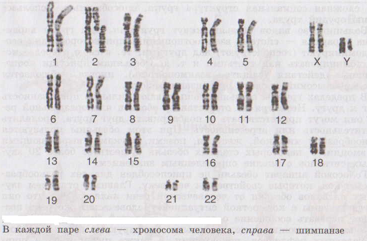 При расшифровке генома мартышки 40. Хромосомы шимпанзе кариотип. Кариотип человека и шимпанзе. Кариотип обезьяны и человека. Кариотип человека и кариотип шимпанзе.