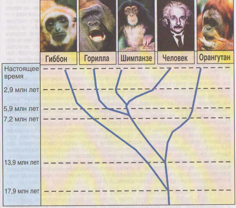 Эволюционное древо человека схема