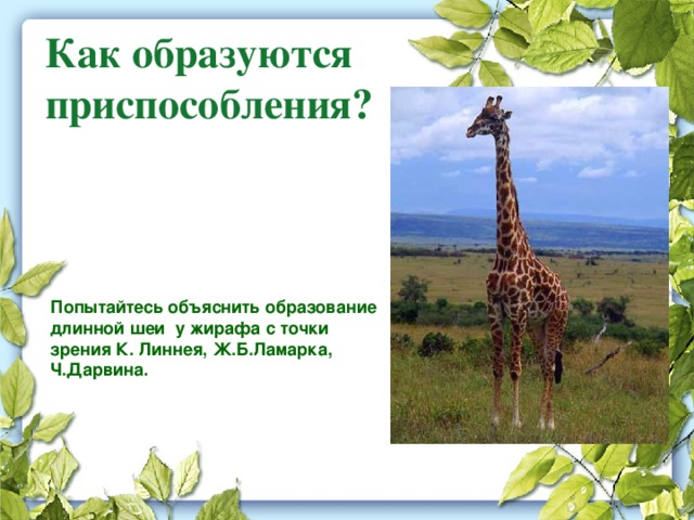 Как образуются приспособления? Попытайтесь объяснить образование длинной шеи у жирафа с точки зрения К. Линнея, Ж.Б.Ламарка, Ч.Дарвина. 