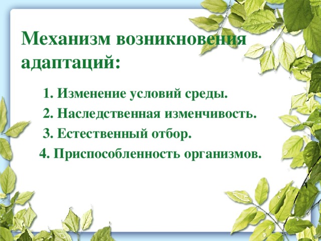 Механизм возникновения адаптаций:    1. Изменение условий среды.  2. Наследственная изменчивость.  3. Естественный отбор.  4. Приспособленность организмов.   