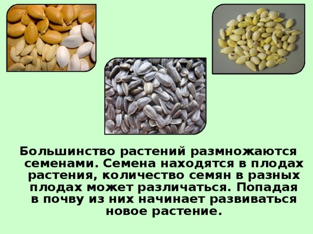 Большинство растений размножается. Цветы которые размножаются семенами. Растения которые размножаются с помощью семян. Семенное размножение. Какое растение размножается семенами.