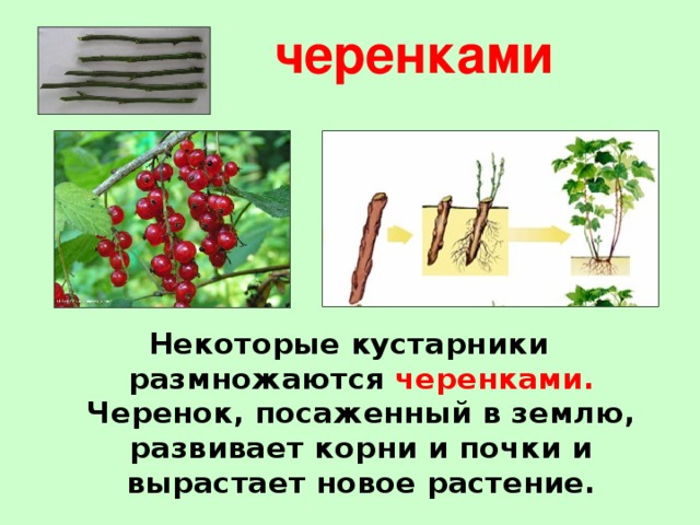 Многие растения особенно плодовые кустарники размножают черенками рассмотрите рисунок и ответьте на