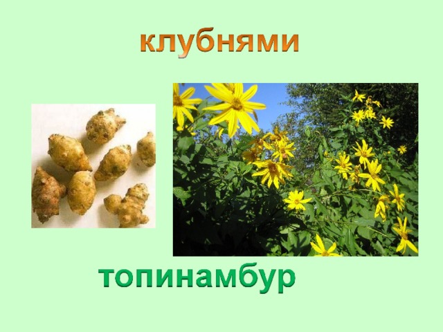 Клубнями размножают картофель топинамбур когда клубней недостаточно. Желтый цветок размножается усиками. Капуста топинамбур. Размножение клубнями описание.