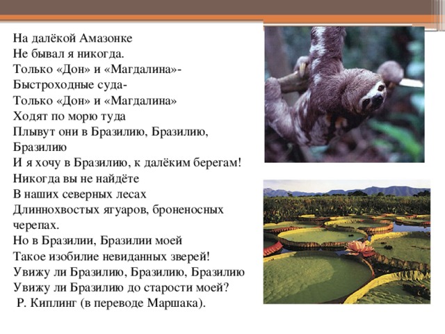 На далёкой Амазонке Не бывал я никогда. Только «Дон» и «Магдалина»- Быстроходные суда- Только «Дон» и «Магдалина» Ходят по морю туда Плывут они в Бразилию, Бразилию, Бразилию И я хочу в Бразилию, к далёким берегам! Никогда вы не найдёте В наших северных лесах Длиннохвостых ягуаров, броненосных черепах. Но в Бразилии, Бразилии моей Такое изобилие невиданных зверей! Увижу ли Бразилию, Бразилию, Бразилию Увижу ли Бразилию до старости моей?  Р. Киплинг (в переводе Маршака).