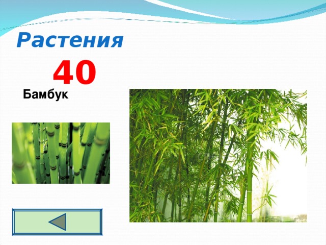 Растения 4 0 Бамбук  