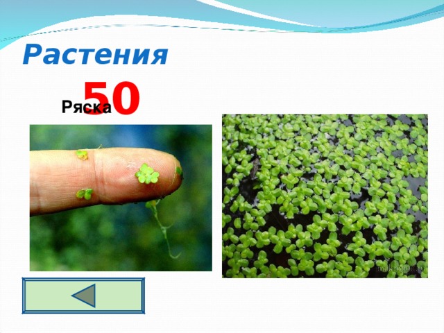 Растения 5 0 Ряска  