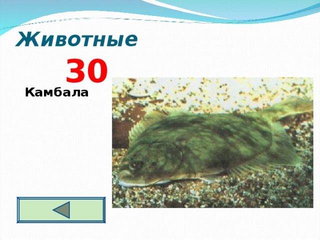 Животные  3 0 Камбала  