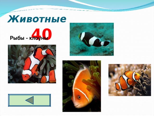 Животные  4 0  Рыбы - клоуны  