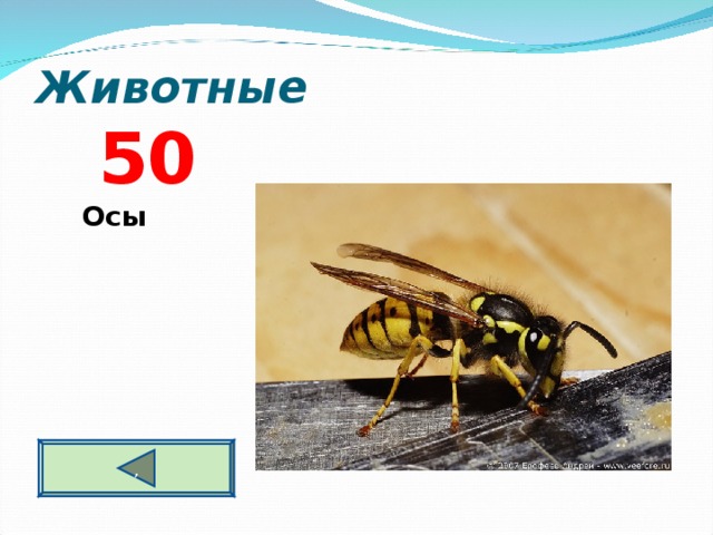 Животные 5 0  Осы ,  