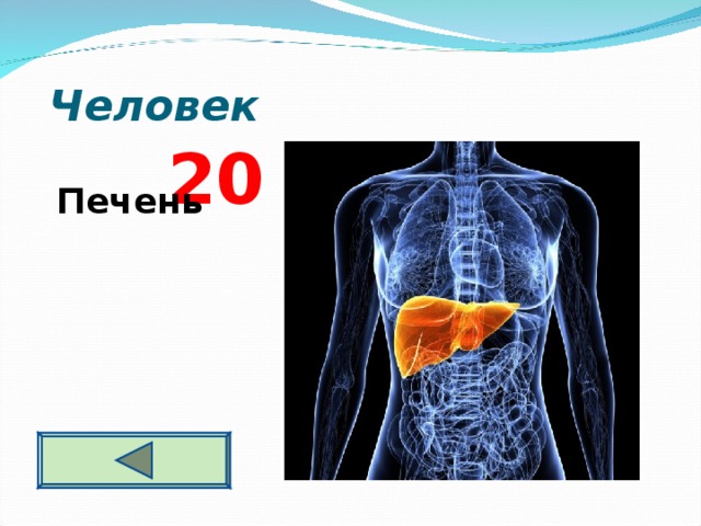  Человек  2 0 Печень 