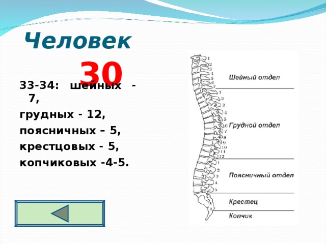  Человек 3 0 33-34: шейных - 7, грудных - 12, поясничных – 5, крестцовых - 5, копчиковых -4-5. 
