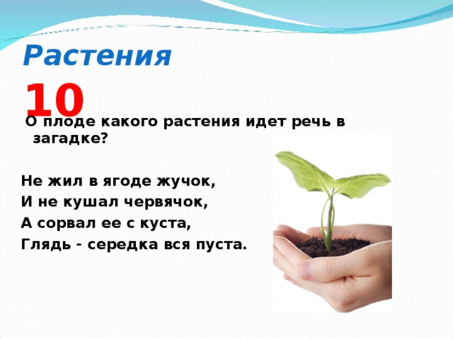 Растения   10  О плоде какого растения идет речь в загадке?  Не жил в ягоде жучок, И не кушал червячок, А сорвал ее с куста, Глядь - середка вся пуста.  