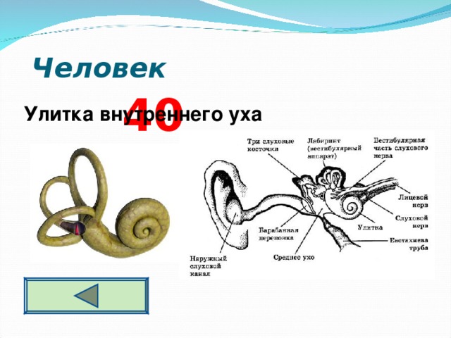 Человек  4 0     Улитка внутреннего уха 