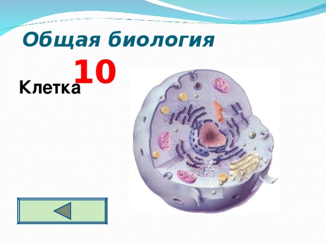  Общая биология 10 Клетка  