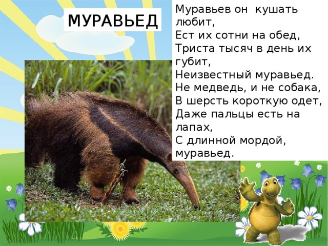 Муравьев он  кушать любит,  Ест их сотни на обед,  Триста тысяч в день их губит,  Неизвестный муравьед.  Не медведь, и не собака,  В шерсть короткую одет,  Даже пальцы есть на лапах,  С длинной мордой, муравьед. МУРАВЬЕД 
