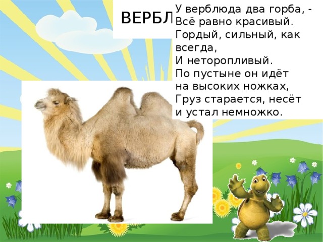 ВЕРБЛЮД У верблюда два горба, -  Всё равно красивый.  Гордый, сильный, как всегда,  И неторопливый.  По пустыне он идёт  на высоких ножках,  Груз старается, несёт  и устал немножко. 