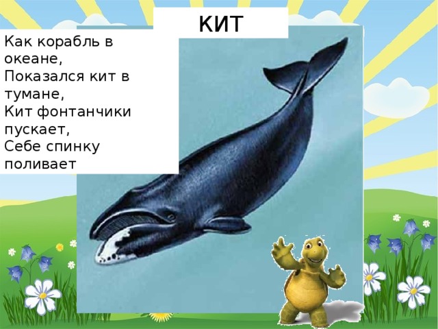 КИТ Как корабль в океане,  Показался кит в тумане,  Кит фонтанчики пускает,  Себе спинку поливает 