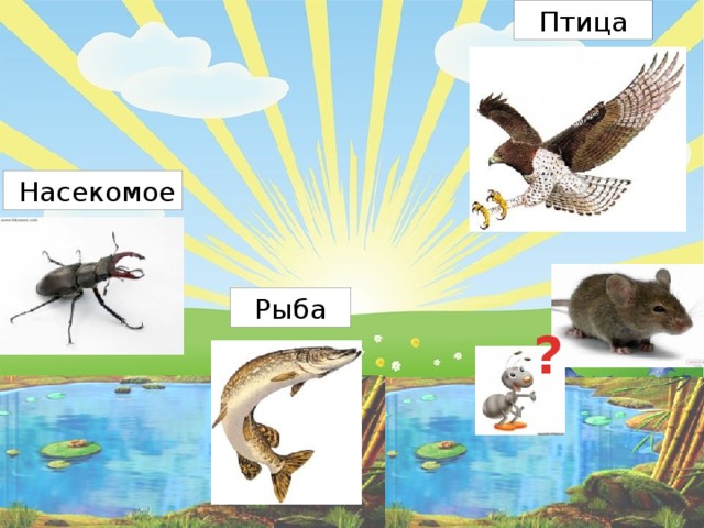  Птица  Насекомое  Рыба ? 