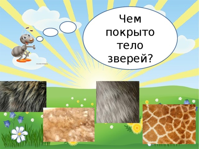 Чем покрыто тело зверей? 