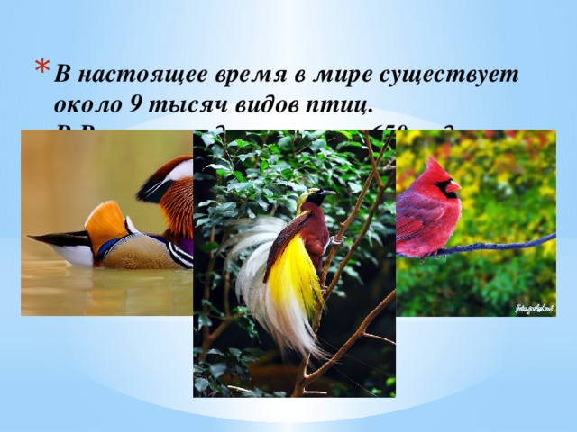В настоящее время в мире существует около 9 тысяч видов птиц.  В России гнездятся около 650 видов.    