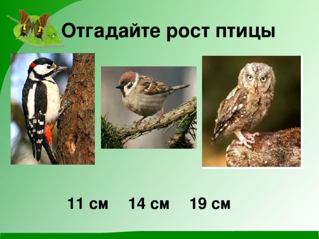 Отгадайте рост птицы 11 см 14 см 19 см 