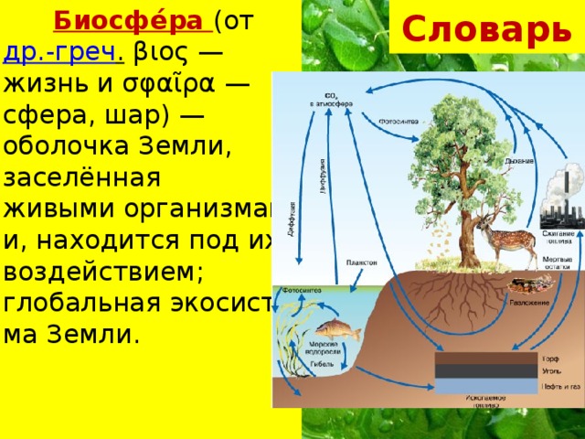 Презентация воздействие организмов на земные оболочки 6 класс презентация