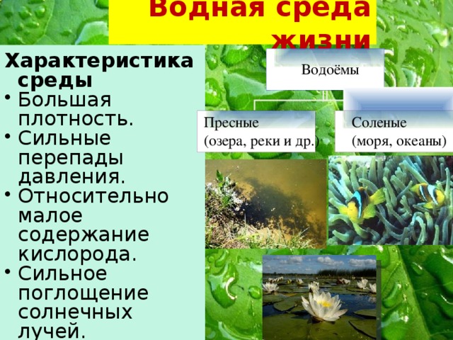 Особенности водной. Особенности одной й среды жизни. Особенности водной среды жизни. Описание водной среды. Характеристика среда жизни в водной среде.