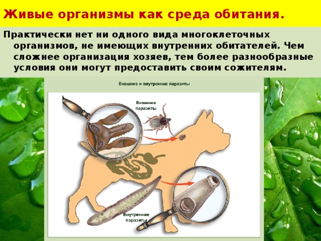 Живые организмы как среда обитания. Практически нет ни одного вида многоклеточных организмов, не имеющих внутренних обитателей. Чем сложнее организация хозяев, тем более разнообразные условия они могут предоставить своим сожителям. 