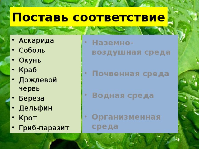 Поставь соответствие Аскарида Соболь Окунь Краб Дождевой червь Береза Дельфин Крот Гриб-паразит Наземно-воздушная среда  Почвенная среда  Водная среда  Организменная среда 