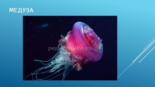 медуза мм 