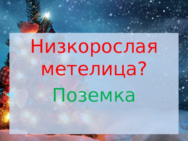 Низкорослая метелица? Поземка 