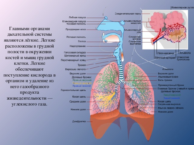 Главными органами дыхательной системы являются лёгкие. Легкие расположены в грудной полости в окружении костей и мышц грудной клетки. Легкие обеспечивают поступление кислорода в организм и удаление из него газообразного продукта жизнедеятельности — углекислого газа. 